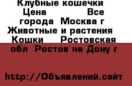 Клубные кошечки › Цена ­ 10 000 - Все города, Москва г. Животные и растения » Кошки   . Ростовская обл.,Ростов-на-Дону г.